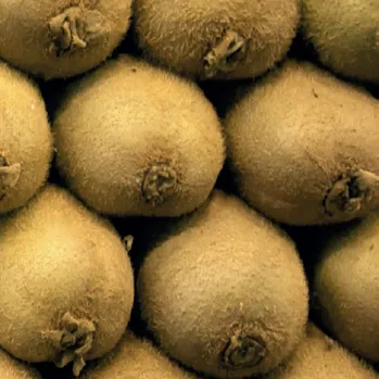 Ακτινίδιο